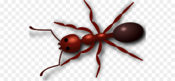 Red imported fire ant Clip art - Ant Cliparts png download - 600*418 ...