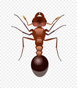 Red imported fire ant Clip art - ants png download - 694*1024 - Free ...