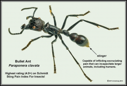 Ant Venoms | The Infamous Bullet Ant (Subfamily Paraponerinae ...