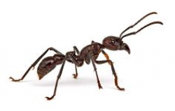 Ants - How to get rid of them | Pest Control | Pinterest | Insects