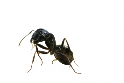 Carpenter Ant | Stage- Ants | Pinterest | Ant and Insects