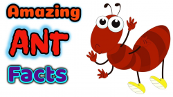 facts about ants for kids | ant strength facts | characteristics of ...