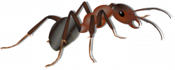 Ant PNG Transparent Images | PNG All