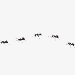 Ant, Ants Line, Ants Element PNG Image and Clipart for Free Download