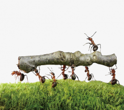 Ants Carry Wood, Ant, Meadow PNG Image and Clipart for Free Download