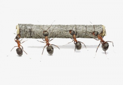 Ants Carry Tree, Trees, Unity, Cooperation PNG Image and Clipart for ...