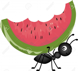 picnic food : Ant Carrying Watermelon Illustration | Girly ...