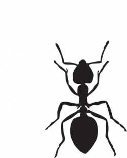 Small ant clipart collection