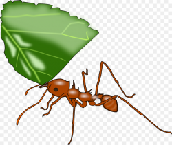 Leafcutter ant Atta cephalotes Clip art - Antarctica Clipart png ...