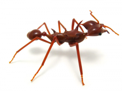 glass sculptor Wesley Fleming - artwork, 'Leafcutter Ant'