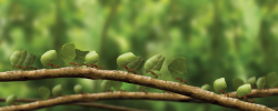 Tracking down leafcutter ants: Mission impossible? | microbelog