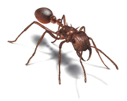 Ant White Background Images | All White Background