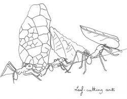 Leaf Cutter Ants Coloring Page - 2018 Open Coloring Pages