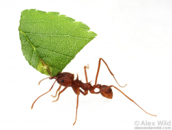 Farming Ants: Leafcutters and Fungus Growers - Alex Wild Photography