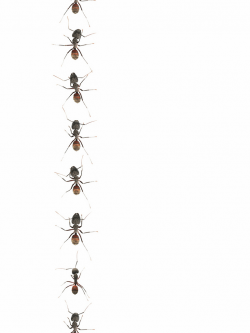 Free Marching Ants Cliparts, Download Free Clip Art, Free ...