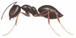 Ant PNG Clipart | PNG Mart