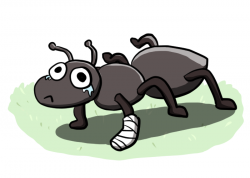 We solved the mystery of what will happen when an ant falls from the ...