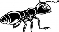 Scientifically Proven Black Ant Extract Benefits That Can Help Treat ...