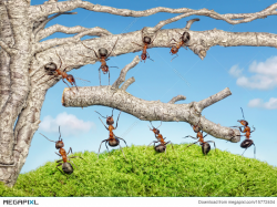 Team Of Ants Work With Branch, Teamwork Stock Photo 15772404 - Megapixl