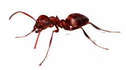 Ant Transparent Background | PNG Mart