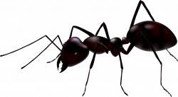 Ants PNG images free download, ant PNG