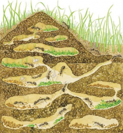 Cross-section of a harvester ant colony | Ant colony, Ant and ...