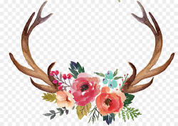 Deer Antler Flower Moose Clip art - Hand painted antlers png ...