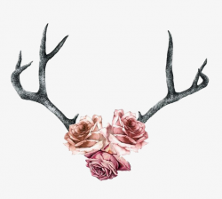 Drawing Antlers, Elkhorn, Fawn, Watercolor Flowers PNG Image and ...