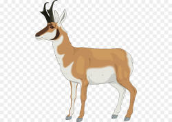 Antelope Pronghorn Impala Gazelle - Antler png download - 532*640 ...