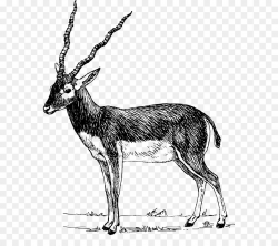 Antelope Pronghorn Impala Gazelle Clip art - gazelle png download ...
