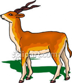 Gazelle With Twisted Horns - Royalty Free Clipart Picture