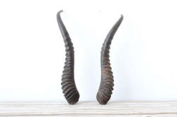 Pair of Gazelle Horns | Horn, Nail holes and Future house