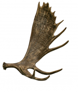 Moose Antler Drawing at GetDrawings.com | Free for personal use ...