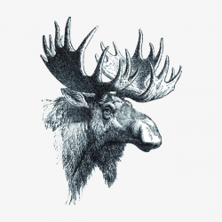 Deer, Big Antlers, Sketch Of Deer, Black And White PNG Image and ...
