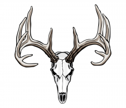 Whitetail Deer Skull Tattoos | Art Nouveau | Pinterest | Deer skull ...