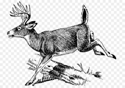 White-tailed deer Antler Clip art - white deer png download - 800 ...