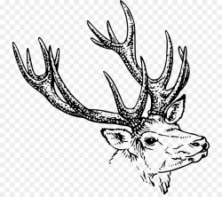 Deer Clipart Black And White - cilpart