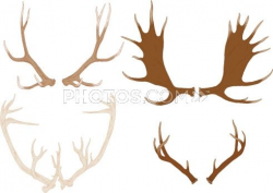 Stock Illustrations: Four Hand-Drawn Antlers, From Elk, Moose ...