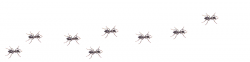 Ants GIF - shared by Zulkicage on GIFER