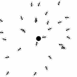 Ants GIF - Find & Share on GIPHY