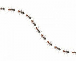 The ants go marching