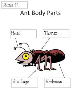 Ant Body Parts Diagram | Stuff to Buy | Pinterest | Diagram, Ant and ...