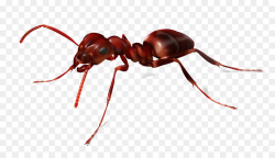 The Ants Red imported fire ant Insect - Ants material fly net png ...