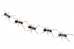 Insect Pest Control : How to Get Rid of Ants Naturally - Real ...