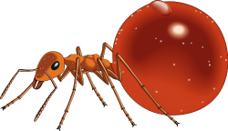 Ant clipart image 5 - Clipartix