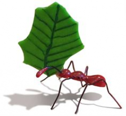 Ants teach us the value of hard work. Working together for the good ...