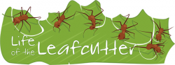 Leafcutter Ant Colonies | Ask A Biologist