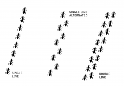 28+ Collection of Line Of Ants Clipart | High quality, free cliparts ...
