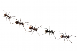 Line Of Ants Clipart - Letters