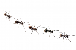 ant-trail | The Fairytale Traveler